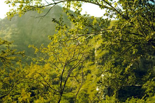 An image of a green forest and a mountain in the background